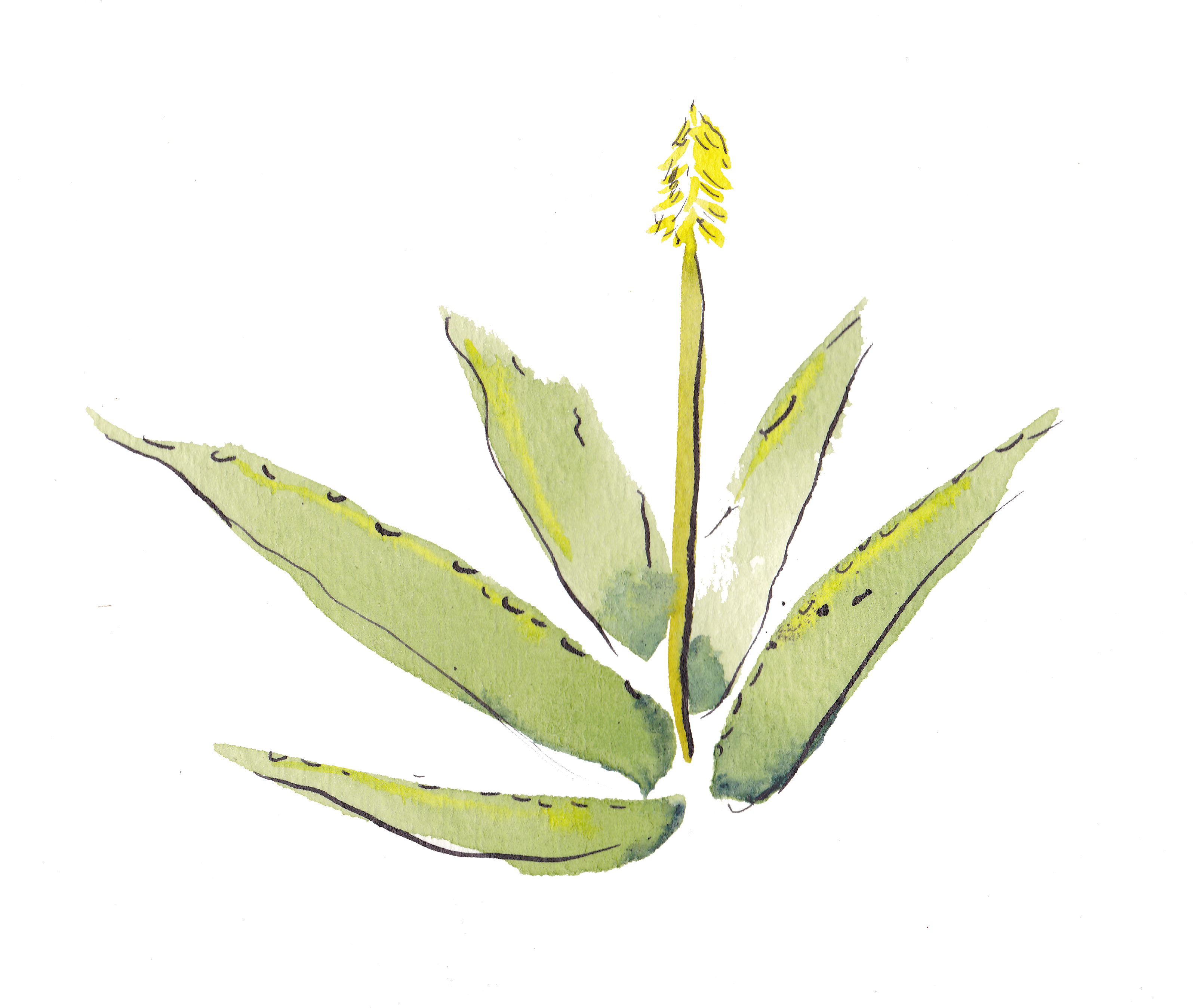 Wildness at the Window